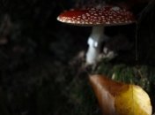 Киевлянам напомнили правила грибной охоты  