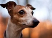 Собака спасла жизнь хозяину