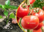 Секрет, який використовують досвідчені фермери