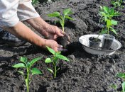 Как правильно высаживать рассаду перца - советы