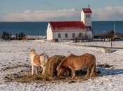 Яке сьогодні свято — Власів день