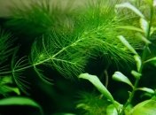 Археологи обнаружили самое древнее растение на Земле