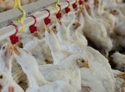 Працівників птахофабрики під Харковом змушують працювати по 12 годин