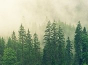 "Эффект хвойных лесов" уменьшился: как подкисление влияет на планету