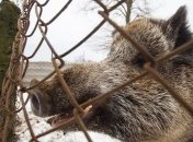 Финны построят "антикабаний" забор