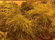 В Киеве на чердаке многоэтажки нашли плантацию конопли