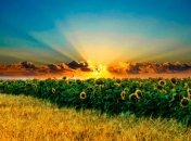 Прогноз погоды на 24 июля: В Украине установится жара до +35