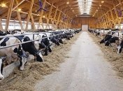 Госстат подсчитал поголовье скота в Украине