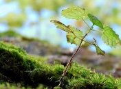 Полезные свойства и способы применения крапивы