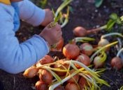 Поливать лук стоит не только водой