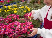 Как красиво офрмить клумбу, чтобы она цвета все лето