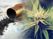 Порох могут делать из конопли