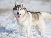 "Привет всем живодерам": под Одессой жители села ополчились против женщины, устроившей показательную казнь хаски (видео)