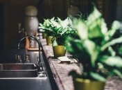 Скрасят интерьер и очистят воздух: растения, которых не хватает на Вашей кухне