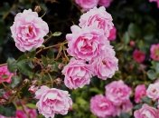 Після удобрення троянди будуть квітнути пишніше і довше