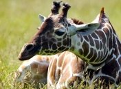 Под экзотический зоопарк в Евпатории выделят 20 гектаров