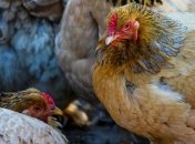 Украина вошла в пятерку крупнейших экспортеров курятины в мире