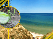 Богомол в Одесской области