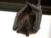 Летучие мыши не зависят от собственных микробов