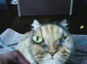 Вот что такое гиперЛУП (а не эти ваши глупые поезда)