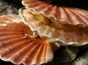 Ученые открыли животное с глазами-"телескопами"