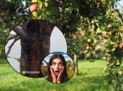 Трещина на коре поддается лечению