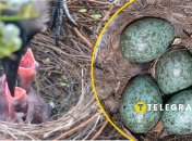 Птахи вчаться жити поруч з людьми