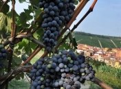 Присяжнюк: Правительство поддерживает отечественное виноделие