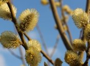 Теплее обычного, но с заморозками: ученые рассказали, какой будет весна 