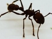 Меньше головы муравья: Создан самый маленький шагающий робот