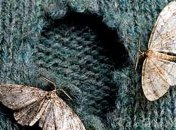 Самые эффективные народные методы борьбы с молью