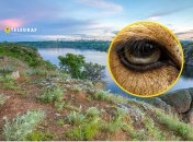 Тварини почуваються на острові дуже комфортно