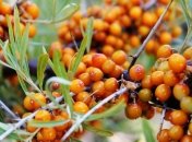 Облепиха спасёт от весеннего авитаминоза