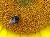 В Украине начинается неделя "африканской жары"