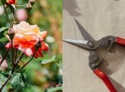 Один раз в год розам нужна радикальная обрезка