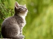 Домашние кошки копируют характер своих хозяев