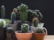 Правила ухода за кактусами