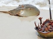 500 мечехвостов по неизвестным причинам погибли в Японии