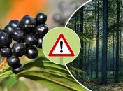 Небезпечні ягоди