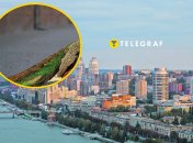 Містом гуляв незвичний птах