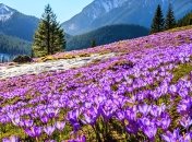 Весной в Карпатах расцветают крокусы