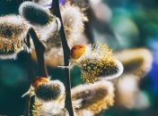 С наступающим Вербным воскресеньем 2020! Стихи и открытки