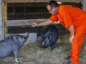 В Госпродпотребслужбе рассказали об убытках свиноводов из-за вируса АЧС