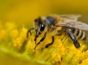 В КНДР наступила пора сбора меда