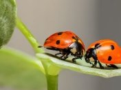 Экологи обеспокоены массовым вымиранием насекомых