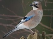 Ученые открыли у птиц новую способность