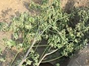 В Винницкой области обезврежена авиационная бомба в 250 кг