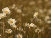 По всей Украине ожидается солнечная погода