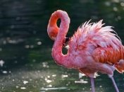 Усыпили старейшего в мире фламинго в возрасте 83 лет