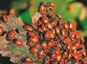 Божьи коровки ищут лучшей судьбы и мигрируют